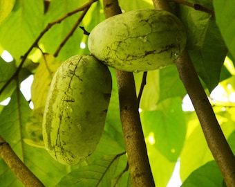 May include: Close-up of pawpaw fruits hanging from a tree branch. The green, oblong fruits have a textured surface and are partially covered in water droplets. The background features green leaves and tree branches.