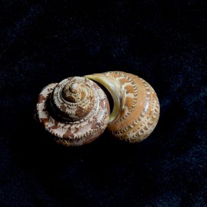 Może przedstawiać: Dwie spiralne muszle z brązowymi i białymi wzorami na ciemnym tle. Muszle mają naturalny, organiczny wygląd, prezentując skomplikowane detale i faktury. Obraz podkreśla piękno naturalnych form.