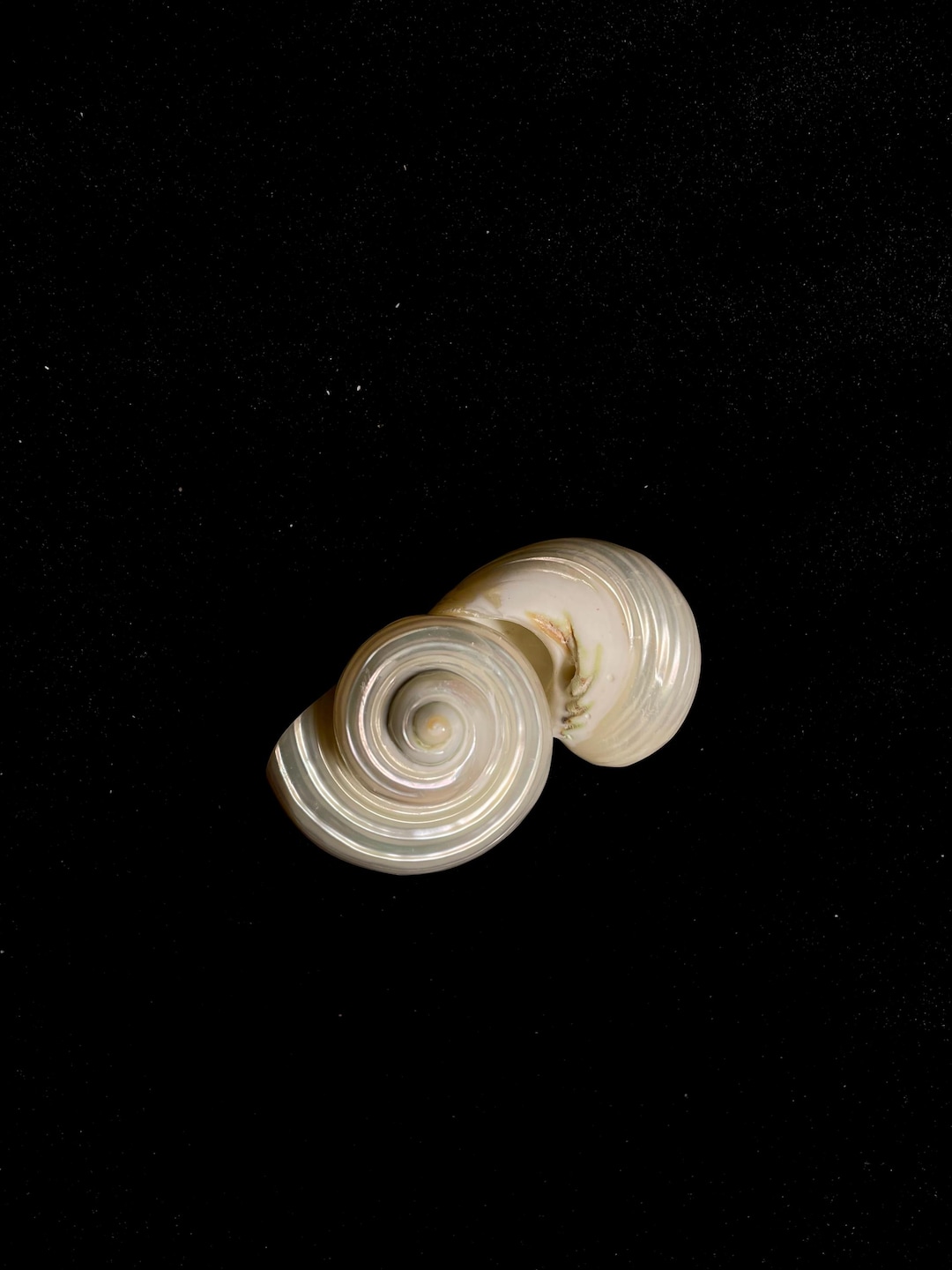 Pearlized Jade Turbo Seashell, Mouth Turbo Seashell, Home Decor ...