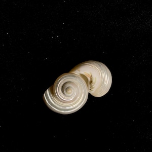May include: A pearlescent, spiral-shaped seashell with a smooth, iridescent surface. The shell's form is a natural, elegant design, showcasing the beauty of marine life. The shell is set against a black background.