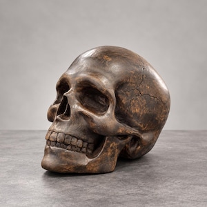 Puede incluir: Una escultura de cráneo humano de color marrón oscuro con un acabado texturizado y desgastado. El objeto presenta líneas de sutura visibles a lo largo del cráneo, cuencas oculares profundas, una cavidad nasal y una dentadura completa.