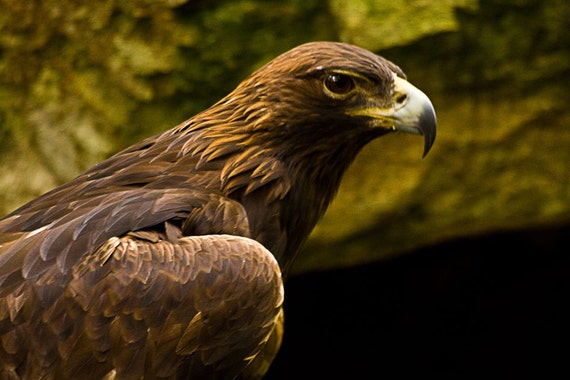 Golden Eagle