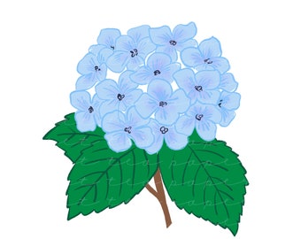 Hydrangea Clip Art (Instant Download)