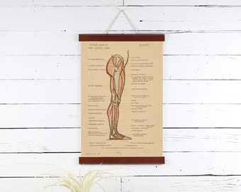 Leather Poster Hanger, Anatomy Print, Poster Frame, 12 X 18, Leather Frame, Leg Poster, Frame for Prints, Frames for Posters