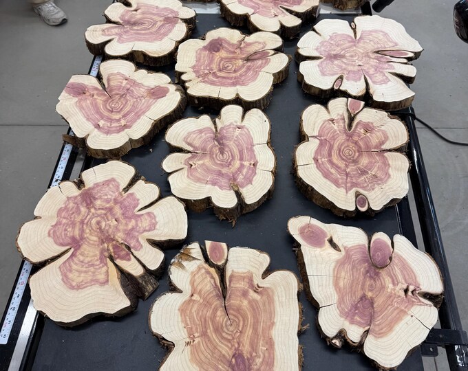 Raw Cedar Wood Slices - 12”-14” X 1.5”-2