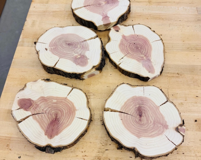 Raw Cedar Wood Slices - 7”- 10