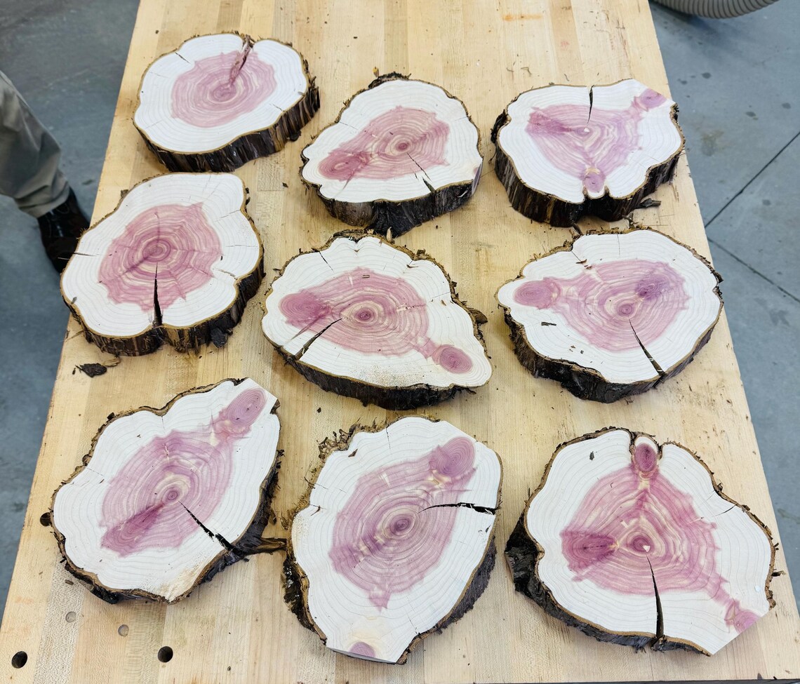 Raw Cedar Wood Slices - 9”- 10