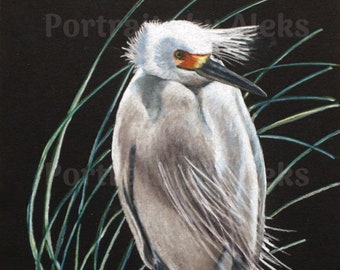 Colored Pencil Snowy Egret Drawing