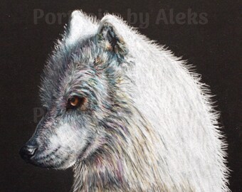 Colored Pencil  White Wolf Drawing