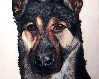 Colored Pencil German Shepherd Portrait