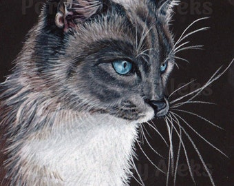 Colored Pencil Siamese Cat Portrait