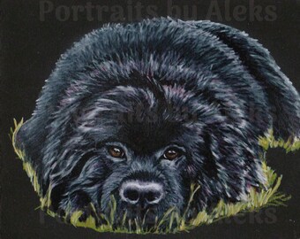 Colored Pencil Newfoundland Puppy Drawing