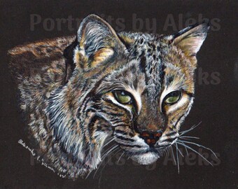 Colored Pencil  Bobcat Drawing