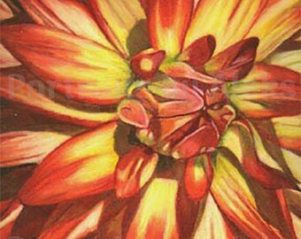 Colored Pencil Red/Yellow/Orange Dahlia Drawing