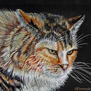 Colored Pencil Long Haired Calico Cat Drawing