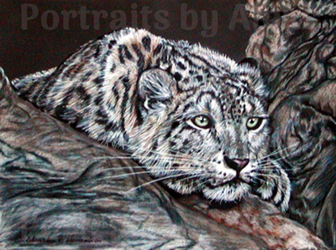 Colored Pencil Snow Leopard Drawing - Etsy