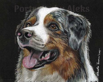 Colored Pencil Blue Merle Australian Shepherd Drawing