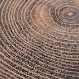 Tree Ring Rustic Wall Art – Large Farmhouse Wall Decor Rustic Art Earthy Prints Wood Interior Wall Art for Cozy Bedroom Decor image 15