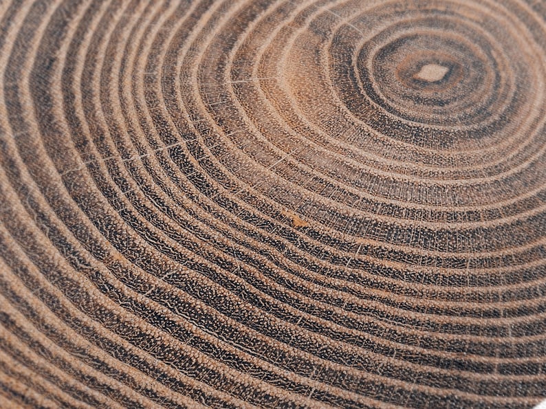 Tree Ring Rustic Wall Art – Large Farmhouse Wall Decor Rustic Art Earthy Prints Wood Interior Wall Art for Cozy Bedroom Decor image 15