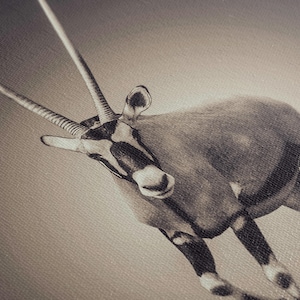 May include: A black and white photograph of an oryx, an antelope with long, curved horns, standing on a light brown background.