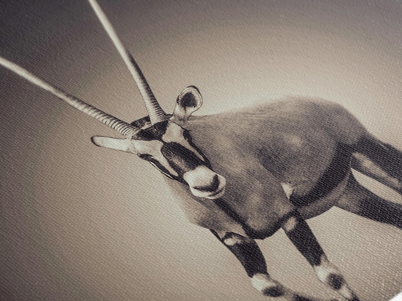 May include: A black and white photograph of an oryx, an antelope with long, curved horns, standing on a light brown background.