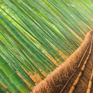 Pu&ograve; includere: Primo piano di una foresta di bamb&ugrave; con un sentiero fatto di paglia intrecciata e pali di bamb&ugrave;. I fusti di bamb&ugrave; sono verdi e il sentiero &egrave; marrone.