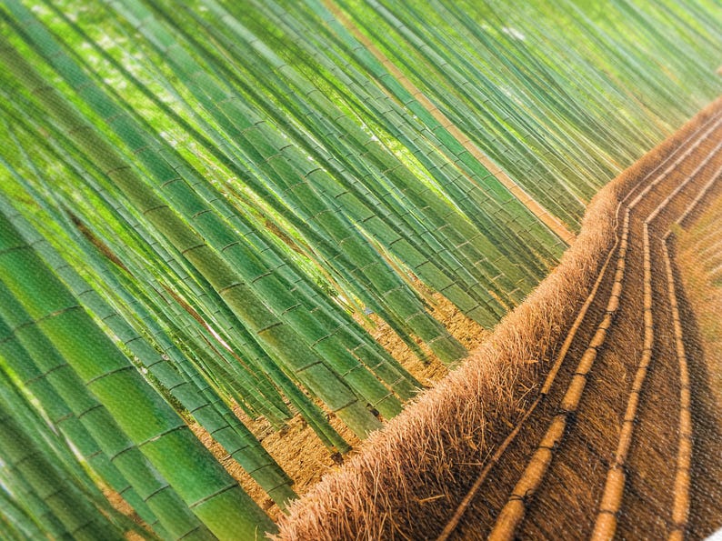 Pu&ograve; includere: Primo piano di una foresta di bamb&ugrave; con un sentiero fatto di paglia intrecciata e pali di bamb&ugrave;. I fusti di bamb&ugrave; sono verdi e il sentiero &egrave; marrone.