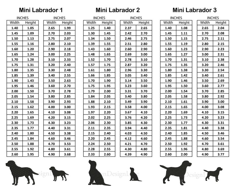 Pode incluir: Um gr&aacute;fico que mostra as medidas de largura e altura em polegadas para tr&ecirc;s tamanhos de silhuetas de c&atilde;es Labrador miniatura. O gr&aacute;fico &eacute; rotulado como "Mini Labrador 1", "Mini Labrador 2" e "Mini Labrador 3".