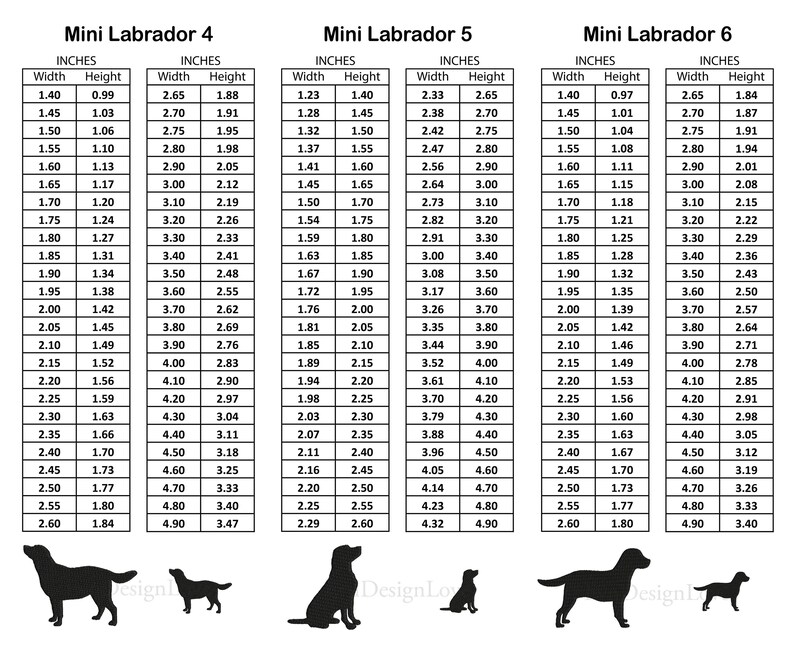 Pode incluir: Um gr&aacute;fico que mostra as medidas de largura e altura em polegadas para tr&ecirc;s tamanhos de silhuetas de c&atilde;es Labrador mini. O gr&aacute;fico &eacute; rotulado como "Mini Labrador 4", "Mini Labrador 5" e "Mini Labrador 6".