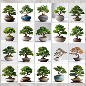 May include: A collection of 20 bonsai trees in various styles and sizes, displayed in ceramic pots on a white background.