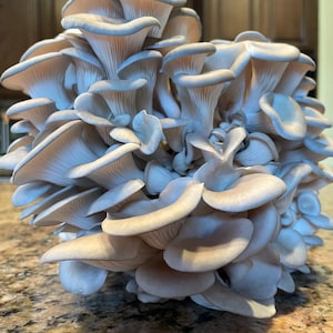 Pearl Oyster Mushroom Liquid Culture