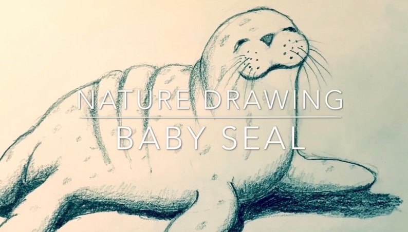 pencil-drawing-of-baby-seal-video-art-lesson-2-of-5-rick-tan-etsy