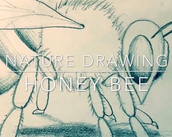 Pencil Drawing of Honey Bee Video | Art Lesson 1 of 5 | Rick Tan