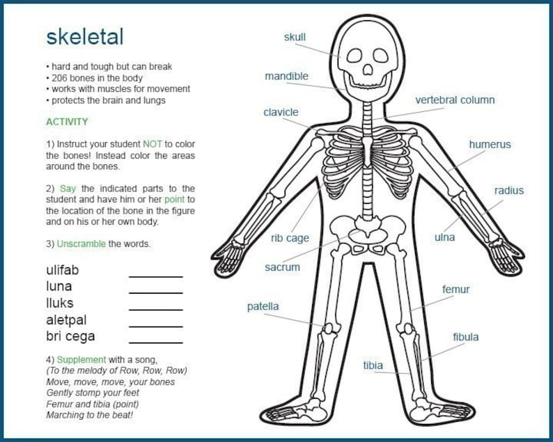 Anatomy for Kids eBook image 4