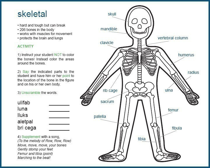 Anatomy for Kids eBook | Etsy
