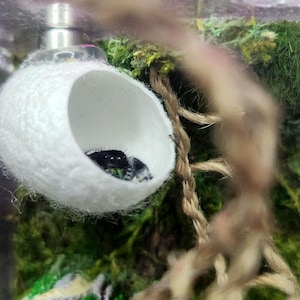 Jumping Spider Silk Hide, Enclosure Accessories
