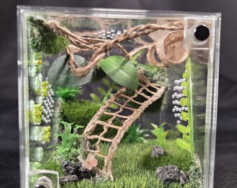 Jaula para arañas saltarinas (para crías) - Recinto verde