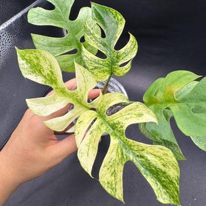 Rhaphidophora Tetrasperma White Monster (Monstera Mini) - full healthy plant