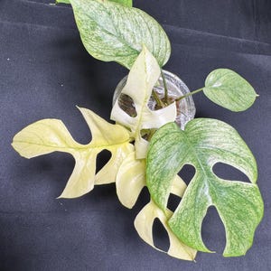 Rhaphidophora Tetrasperma White Monster