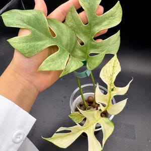 Rhaphidophora Tetrasperma variegated  - gorgeous  grown from cutting