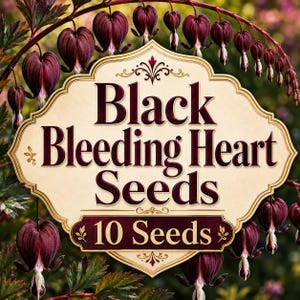 Zaden van het zwarte hartje (Lamprocapnos Spectabilis), 10 stuks, hartvormige vaste plant voor de schaduwtuin.