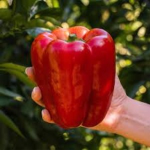 K&ouml;nnte beinhalten: Ein leuchtend roter Paprika, gehalten in einer Hand, mit gl&auml;nzender Haut und robuster Form. Der Paprika ist tiefrot mit einem gr&uuml;nen Stiel, vor einem verschwommenen gr&uuml;nen Hintergrund aus Bl&auml;ttern.
