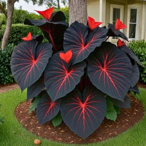 May include: A plant with large, dark leaves with prominent red veins. The plant has several bright red, heart-shaped flowers. The plant is surrounded by green grass and a tree trunk. The leaves have a heart shape.