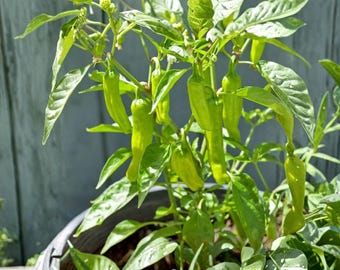 60 Goldener griechischer Pepperoncini-Pfeffersamen Heirloom Non-GMO