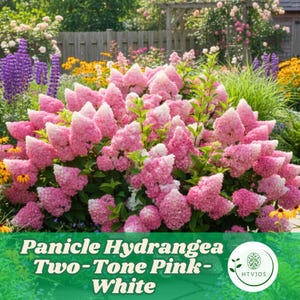 Puede incluir: Imagen de primer plano de un arbusto de hortensia paniculada con flores rosas y blancas. Las flores están densamente agrupadas, creando una apariencia completa y redondeada. El texto "Panicle Hydrangea Two-Tone Pink-White" está en la parte inferior.