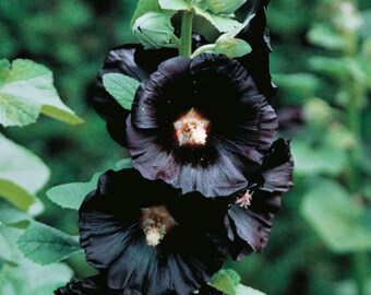 Schwarze Stockrose-Samen: Elegante mehrjährige Blüte, einfach zu züchten (50 Samen)
