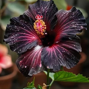 25 Seeds Black Velet Hibiscus Flowers Best Seeds for Gardening Indoor Gardening Seeds Greenhouse Seeds Home Garden Seeds