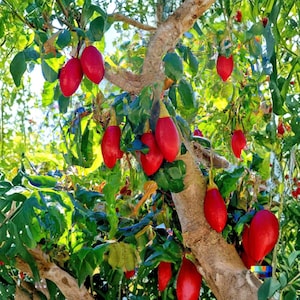 Könnte beinhalten: Ein Baum mit länglichen, leuchtend roten Früchten. Die Früchte hängen an den Ästen und heben sich vor dem Hintergrund grüner Blätter und des braunen Stammes ab. Das Bild ist gut beleuchtet und zeigt die leuchtenden Farben der Früchte und des umliegenden Blattwerks.