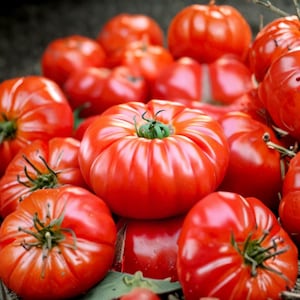 Könnte beinhalten: Eine Ansammlung von leuchtend roten, gerippten Fleischtomaten mit glatter, glänzender Haut und kleinen grünen Stielen. Die Tomaten variieren in Größe und Form, weisen tiefe Rillen auf und sind in einem prallen, runden Haufen angeordnet.