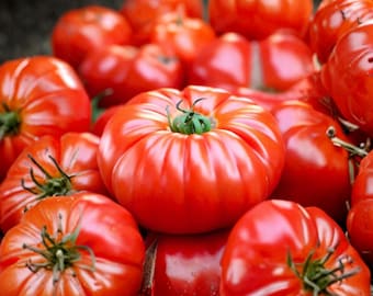 100 hypoallergene Tomatensamen Heirloom Non-GMO Tomatensamen für die Bepflanzung des Gartens